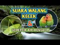 SUARA GEMERCIK AIR DAN WALANG KECEK Masteran Love bird