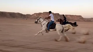 سرعة الخيول العربية الأصيلة وقياس سرعة فرس دندنها