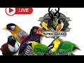 Download Lagu Live sore merapaaaat dikios putra gocay...