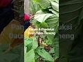 Download Lagu Terbaru Panen \u0026 Produksi Daun Talas Beneng di Saung Kang Arif