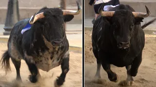 4K - 2 TOROS CERRILES EN SUERAS - ALBARREAL HNOS. SAMPEDRO