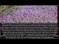 Download Lagu From Surah An-Nur and Surah Furqan - Sheikh Ali Jaber Rahimahu Allah - English meanigs