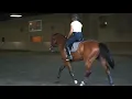 Download Lagu Zico - Imported Dutch Warmblood Gelding