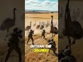 Download Lagu The War Australia Lost… to Birds?!
