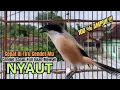 burung cendet gacor FULL ISIAN KASAR buat PANCINGAN CENDET AGAR BUNYI,, JADIKAN BURUNG PENTET GACOR