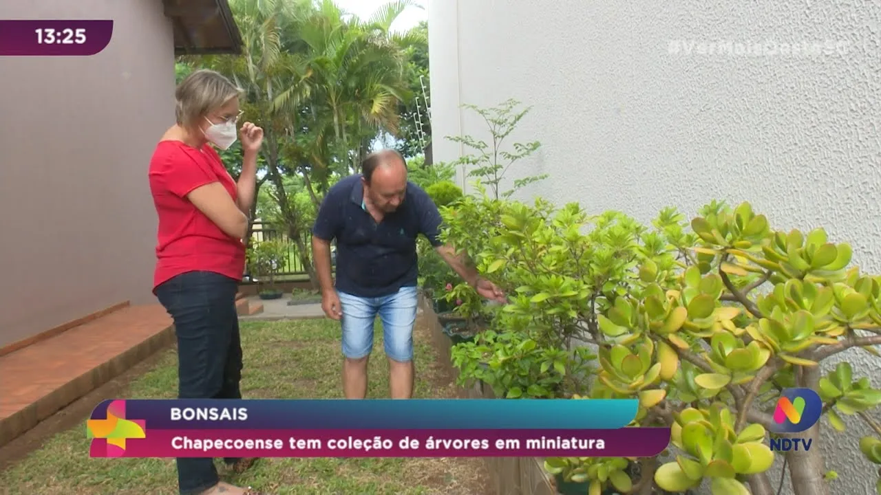 Chapecoense tem coleção de árvores em miniatura