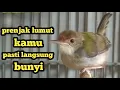 Download Lagu prenjak lumut betina birahi manggil jantan MP3