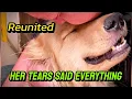 Download Lagu Verloren hond na 8 maanden herenigd met familie - een emotionele reis