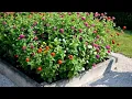Adding Zinnias to Your Garden Benefits Getting Started