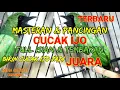 Lagu MASTERAN CUCAK IJO GACOR