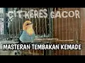 Download Lagu Suara Kemade Talok Gacor | Masteran Burung Cabe Cabean / Cit Keres Bahan Supaya Cepat Bunyi