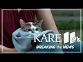 This neighborhood tour in Minneapolis is the cat s meow