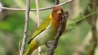 masteran paling dicari juri terkejut burung cantik ini sanggup mengeluarkan tembakan maut