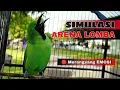 Download Lagu SIMULASI ARENA LOMBA BURUNG || COCOK UNTUK MENAIKAN EMOSI CUCAK IJO DLL