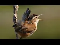 Marsh Wren Bird Song, Sound, Call, Voice - Cucarachero Pantanero Canto - Cistothorus Palustris