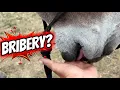 The Truth About Donkeys That Only Want Treats