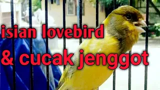 Download Kenari lokal/kalitan Isian LOVEBIRD \u0026 CUCAK JENGGOT - Suara Jernih untuk masteran MP3