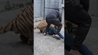 Bnegal Tiger Attack Straight to the Neck Nouman Hassan