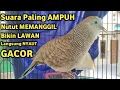 Download Lagu Perkutut Lokal Gacor Suara Kristal Pancingan Perkutut (💯%AMPUH BANGET) Bikin Cepat Nyaut Gacor Bekur