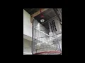 Lagu Pancingan Lovebird Anti Bisu dan Males Bunyi Buat Lovebird Anda NGEKEK Tanpa Jeda