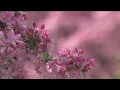 Crab Apple trees in bloom at Water Works Park in Des Moines
