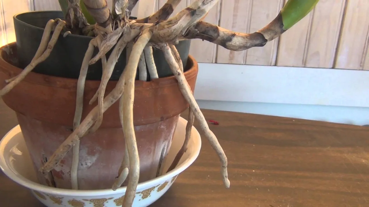 CATTLEYA ORCHID UPDATE 2015