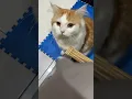 Download Lagu Malu malu kucing
