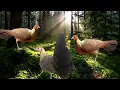 Download Lagu Tiếng gà mái kích bổi nhanh về #chicken   #shorts