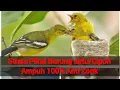 Suara Pikat Burung Sirtu/Cipoh Ampuh 100% Anti Zonk