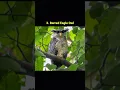 Download Lagu Jenis-jenis burung hantu yang dilindungi di Indonesia #shorts