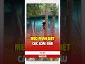 Download Lagu Mẹo phân biệt nhanh các loài gấu
