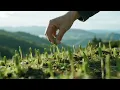 Download Lagu 采集折耳根，又嫩又脆，凉拌来下酒巴适滴狠！【砍酱哥】