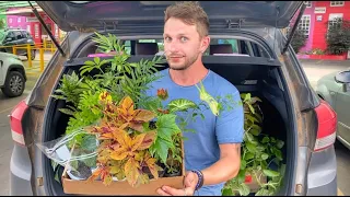 COMPREI MUITAS PLANTINHAS EM HOLAMBRA | Henrique Buttler