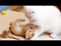 Download Lagu Adele loves to play and take care of kittens.