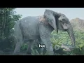 Animals in the Zoo video for children