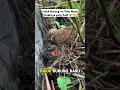 Download Lagu Induk Burung Ini Tahu Mana Anaknya yang Asli! 🐦😲#shorts #burung #kedasih