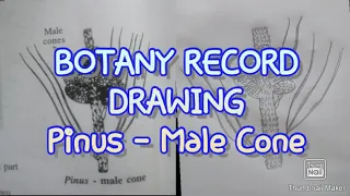 BOTANY RECORD DRAWING Pinus - Male Cone