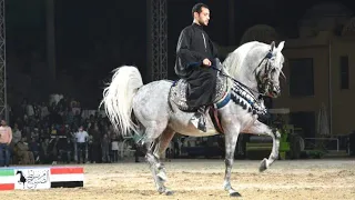 عدنان الصباح و محمد مدحت البيطار بطولة مصر الدولية لأدب الخيول العربية دندنها