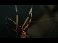 Ozark 2022 - Uninvited