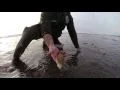 Digging Razor Clams in Washington