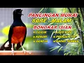 Download Lagu 🔴 LIVE 03 - Pancingan Murai Batu Malam Hari Full Isian Tembakan Kasar, Murai Macet Pasti Nyaut