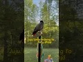 Download Lagu When i answer juju instead of baba 😁 #africangrey #talkingparrot #parrot #كاسكو #عرب #birds #pets