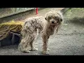 Download Lagu Watch the Moment Terrified Dog Realises Someone's here to Help