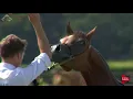Download Lagu N.19 KA WAHIDAH - Chantilly 2018 AHO Breeders' Championship - Yearling Fillies (Class 1B)