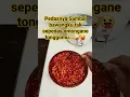 Bikin sambel bawang #video #shorts #sambelbawang #sambelenak #sambelpedes