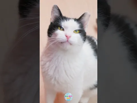 WHEN THINGS GO WRONG, CATS ALWAYS COME TO THE RESCUE! ๐ปโค๏ธ