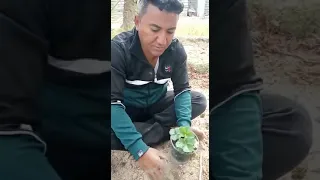 زراعة الفراوله في العراق 