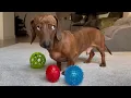 Things mini dachshund is morally opposed to