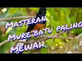 Download Lagu Masteran mure batu suara mewah