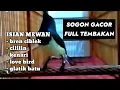 Download Lagu Sogon gacor isian cililin, cigun bikin sogon lain terpancing emosinya ikut nyaut
